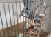 Lots of budgies