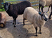 Badger face texel x shetland