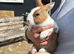Beautiful Baby Dutch bunnies 8 weeks