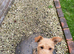 Lakeland terrier