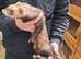 2 hob ferrets
