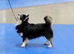 Tiny KC reg long haired chihuahuas