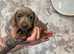 Beautiful dachshunds