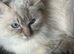stunning rare lilac tortie female 17 months old