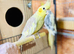 Lovely pair of cockatiels