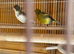 Breeding pair fifth canaries