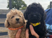Beautiful Toy Poodle Puppies !!READY NOW!!