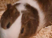 Bonded male pair of guinea pigs with cage
