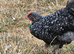 Bielefelder x chicks