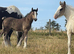 Clydesdale X foals