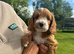 Beautiful little boy cockapoo