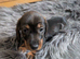 Dachshund pups for sale