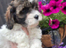 One beautiful cavachon girl looking for forever home