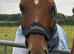 15.3h chestnut gelding