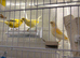 Males and females canary's available