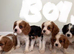 ️️️️️ King Charles cavalier puppy