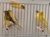 This year harlequin canary’s