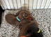 Chocolate Miniature Dachshund Boy | Home Raised | Ready Soon