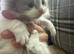 Kitten for sale  dad ragdoll  and mim british short hair