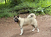 KC American Akita