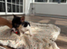 Jack Russel puppy girl Skye