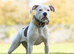 Staffy cross bulldog