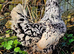 Pita Pinta Asturiana Hatching Eggs