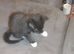Four black kittens