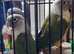 PINEAPPLE baby Conure (Only One left)