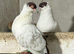 Red helmet pigeon