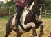 C.H.A.P.S Registered Skewbald Tobiann Mare
