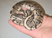 Baby GHI Low piebald male