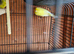 2 canaries