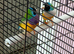 2 male gouldian finch