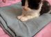 Female Kitten