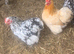 Hens