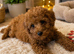 Extensively health Tested Cavapoos Therapy/Support dogs