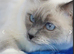 Ragdoll Female