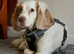 Rehome cocker spaniel