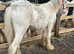 9mth gelding to make 14-14.2
