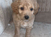 Red Cockapoo Puppies