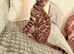 TICA Bengal kittens ready now