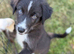 Last 4 pups available