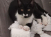 Felix 1 year old male cat