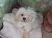 Stunning little Maltese girl puppy