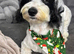 Black and white partie cockapoo for stud in Maidstone