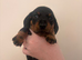 Pink collar girl reavailable Miniature dachshund