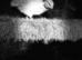 Quail