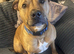 Staffy Cross