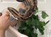 Various Ball Pythons for rehoming